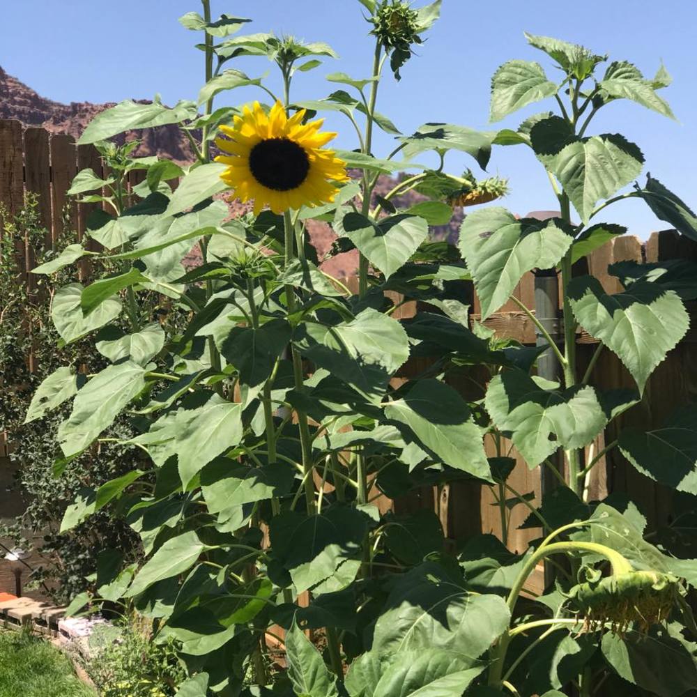 Meet your Posher, Chelsea